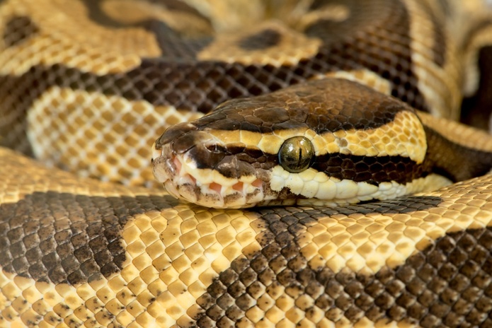 • Un python royal de 1,30 mètre s’était invité sur une piste cyclable à Saint-Pierre-d’Oléron. @depositphotos/piyagoon • Un python royal de 1,30 mètre s’était invité sur une piste cyclable à Saint-Pierre-d’Oléron. @depositphotos/piyagoon