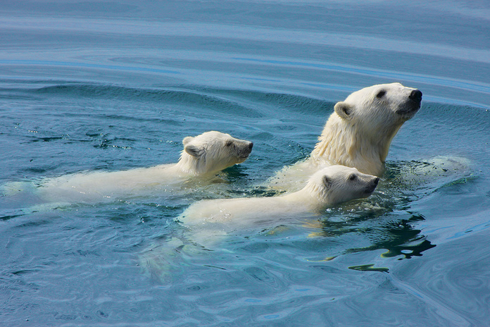 Ours polaires, Nunavik (Nord du Québec) © Tourisme Nunavik