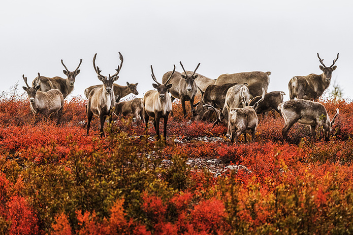 Caribous à Leaf River Lodge, Nunavik (Nord du Québec) © Simon Bégin Caribous à Leaf River Lodge, Nunavik (Nord du Québec) © Simon Bégin