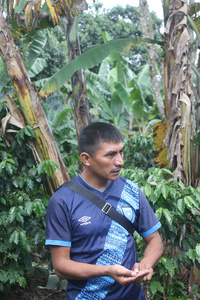 Cooopérative de café Q’eqchi © Terra Guatemala