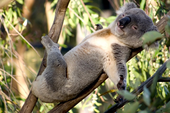 Le refuge Great Koala National Park accueillera plus de 12 000 koalas et de nombreuses autres espèces menacées. @depositphotos/woodstock Le refuge Great Koala National Park accueillera plus de 12 000 koalas et de nombreuses autres espèces menacées. @depositphotos/woodstock