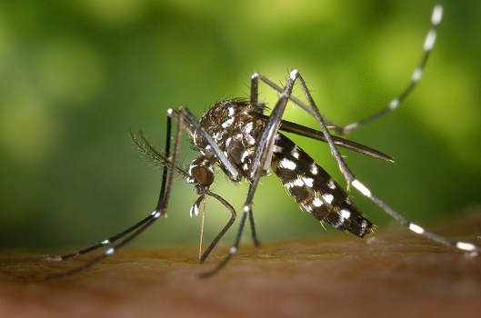 Les cas de virus Zika enregistrés à Cuba concernent des patients infectés au Vénézuela - Photo : Wikimedia Commons, James Gathany