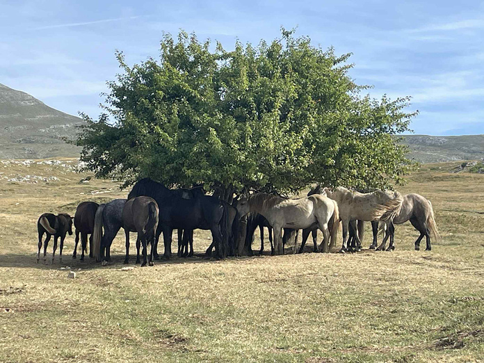 chevaux sauvages de Livno, Bosnie © Breathe in Travel