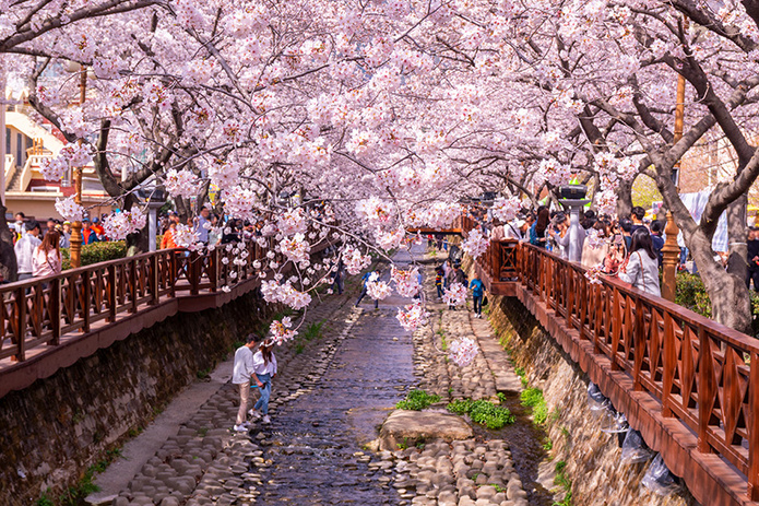 Le lit de la rivière Yeojwacheon sous les cerisiers, près de Busan - Corée du Sud © Shutterstock Le lit de la rivière Yeojwacheon sous les cerisiers, près de Busan - Corée du Sud © Shutterstock