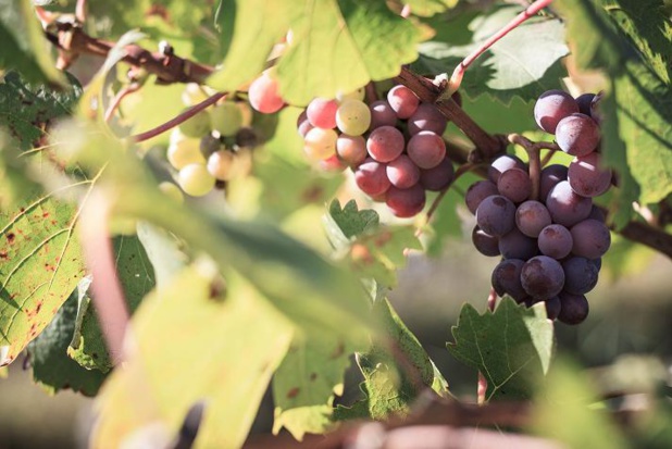 Photo D. Remazeilles. Gironde-Tourisme. Photo D. Remazeilles. Gironde-Tourisme.