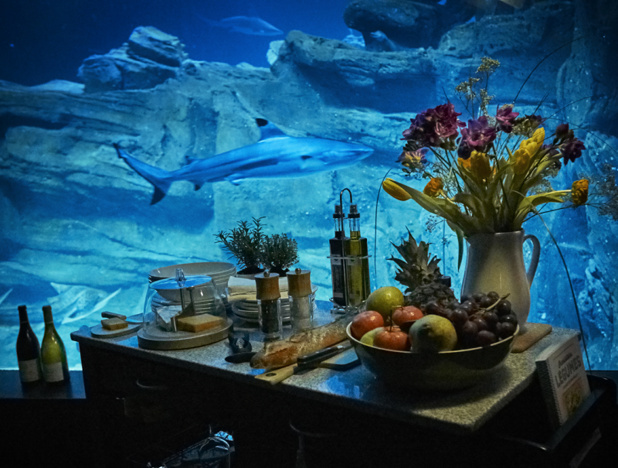 Airbnb : l'Aquarium de Paris loue une chambre immergée dans le bassin des requins