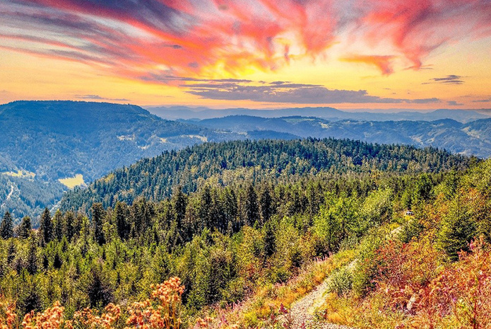 Forêt-Noire © Shutterstock