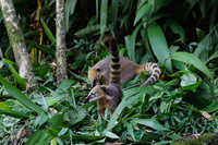 Forêt de Tijuca © Rogerio von Kruger © Brazil Sensations