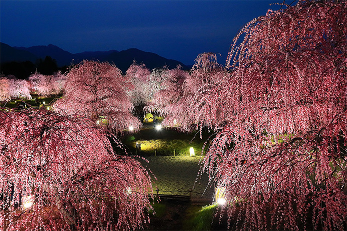 © Wa Sakura © Wa Sakura