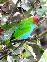 Tangara Antioquia © Irène Robles