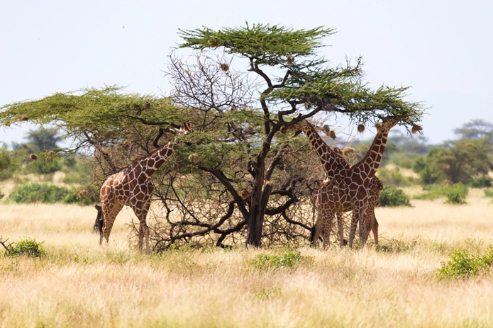 Malgré le contexte, la Somalie voit son tourisme bondir de 50% en 2025 - Depositphotos.com, 25ehaag6