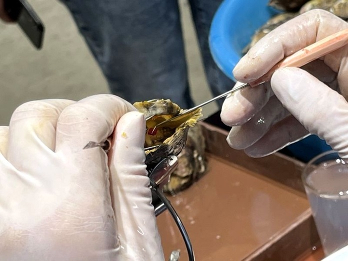 Une fois prélevé sur une "huître donneuse", le greffon est réimplanté dans une huître "receveuse" : la perle de culture se formera autour - Photo : PB