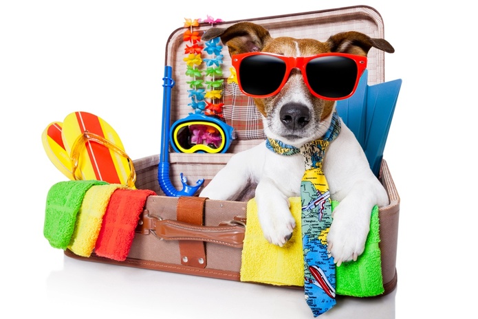 •	En 2026, les animaux de compagnie feront de plus en plus partie du voyage. @depositphotos/damedeeso