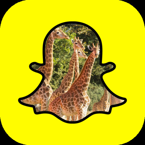 Le parc Planète Sauvage se met à Snapchat Le parc Planète Sauvage se met à Snapchat