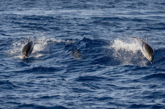 Le golfe de Gascogne et le détroit de Gibraltar figurent parmi les zones les plus riches d’Europe en matière de faune marine @DepositPhotos
