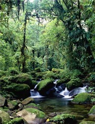 Monteverde Reserve - Photo Visit Costa Rica