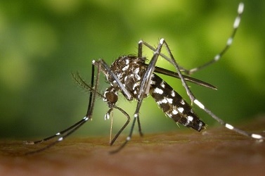Le deuxième cas de virus Zika sur l'île de la Réunion est importé de la Martinique - Photo : Wikimedia Commons, James Gathany