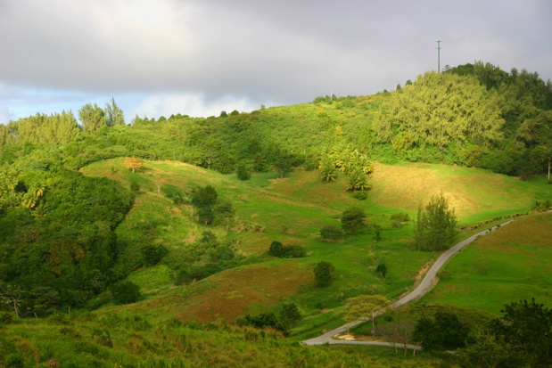 Sa campagne, toute vêtue de vert, a aussi le charme britannique. Pas une once de cette terre qui ne soit à l’abandon - DR : OT Barbade