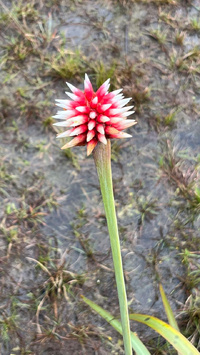 Fleur de Inirida © Irène Robles - Colombia Memories