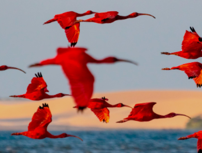 Guaras - Ilha das Canárias © Shutterstock