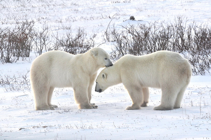 Churchill © Travel Manitoba