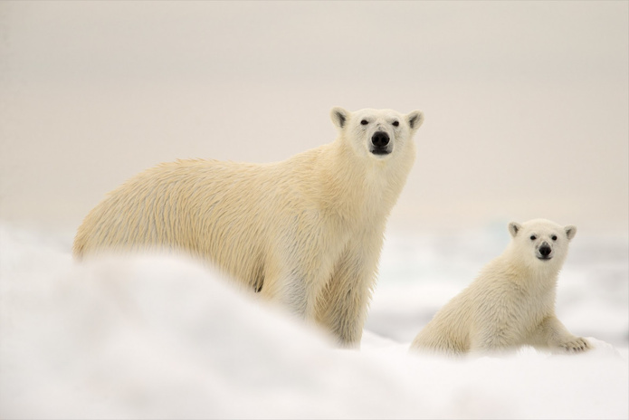 Prédateur au sommet de la chaîne alimentaire, l’ours polaire demeure un indicateur clé des dynamiques environnementales - Photo : Grands Espaces