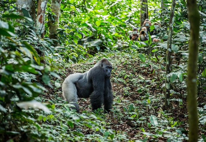Un gorille des plaines, l'une des "stars" de la faune congolaise - Photo : Kamba Africa Un gorille des plaines, l'une des "stars" de la faune congolaise - Photo : Kamba Africa