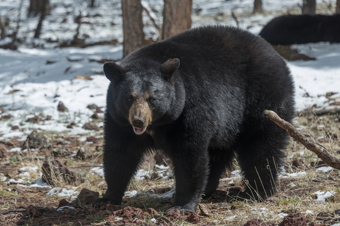 En Californie, trois ours ont tranquillement traversé une piste de ski - Depositphotos.com, jjvallee
