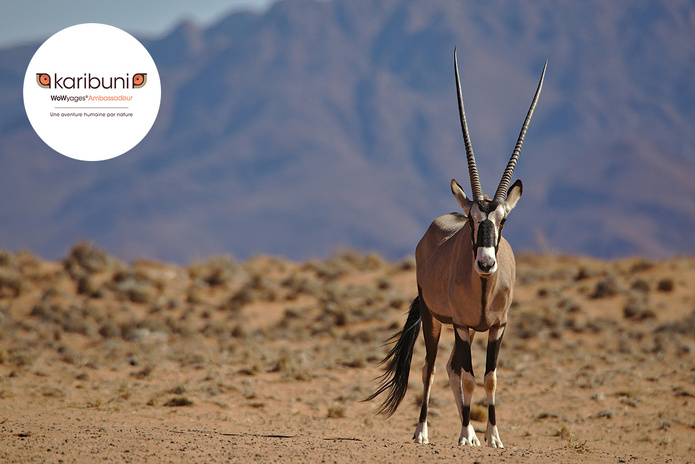 Oryx - Damaraland © Unsplash - Max Murauer
