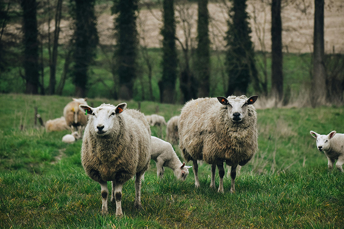 Flock of Sheep Walking on Green Grass Field © Pexels Flock of Sheep Walking on Green Grass Field © Pexels