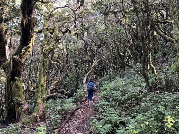 La Gomera : dans la forêt humide, joyau naturel des Canaries ! - Photo JFR