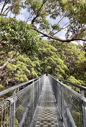 La Valley of the Giants Tree Top Walk permet de marcher à quarante mètres de hauteur au-dessus d’une forêt de tingles rouges - Photo : Sébastien Cros, WeTravelAustralia™