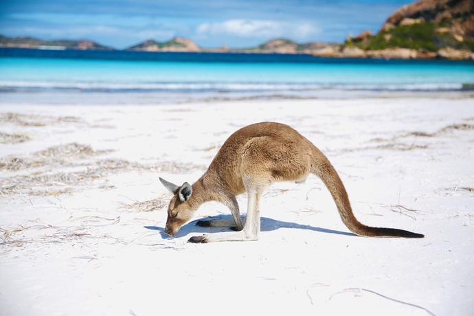 Lucky Bay, célèbre pour son sable blanc et ses kangourous posés face à l’eau - Photo : Sébastien Cros, WeTravelAustralia™