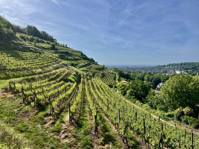 Un vignoble aux pentes saisissantes ! Un vignoble aux pentes saisissantes !