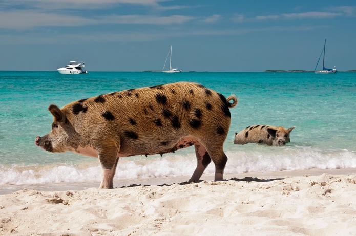 Les clients découvriront Staniel Cay, célèbre pour ses cochons nageurs - DepositPhotos.com, ksmith0808