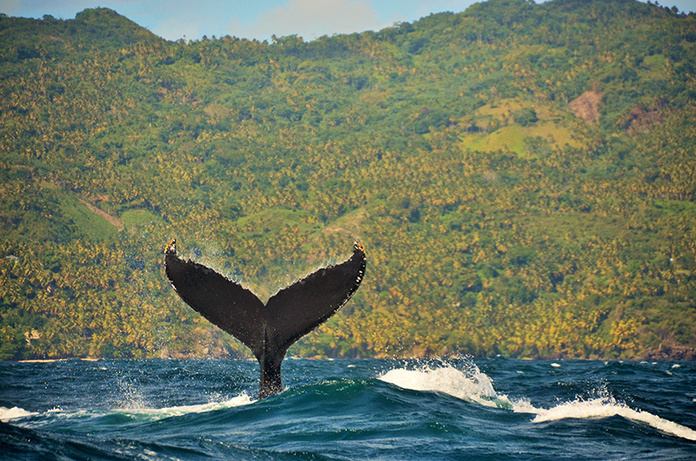 De janvier à mars, Samaná permet d'admirer le ballet des baleines © Office de tourisme de la République dominicaine