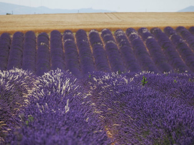 L'été 2016 s'annonce bien pour les professionnels du tourisme de PACA - Photo : Flickr L'été 2016 s'annonce bien pour les professionnels du tourisme de PACA - Photo : Flickr