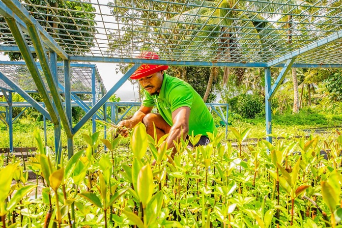 Dans les pépinières sont élevés les plants pour replanter la mangrove © Timo Dersch Dans les pépinières sont élevés les plants pour replanter la mangrove © Timo Dersch