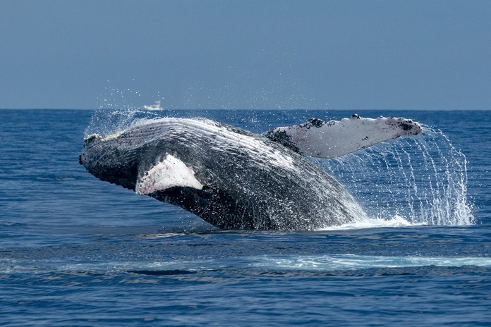 Rorqual à bosse dans l'océan Pacifique, à Cabo San Luca © Izanbar/Deposit Photos à Cabo