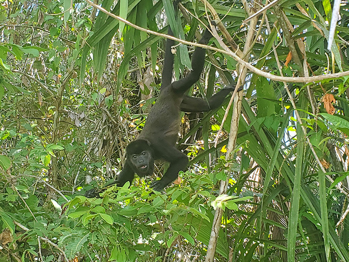 Dans la canopée panaméenne, le singe hurleur se laisse parfois apercevoir entre les feuillages © Terra Panama Dans la canopée panaméenne, le singe hurleur se laisse parfois apercevoir entre les feuillages © Terra Panama