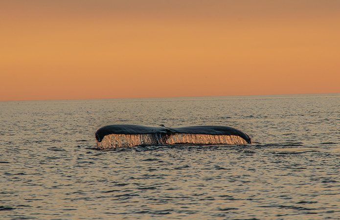 Baleine / Baie de Fundy © Susan Hill Baleine / Baie de Fundy © Susan Hill