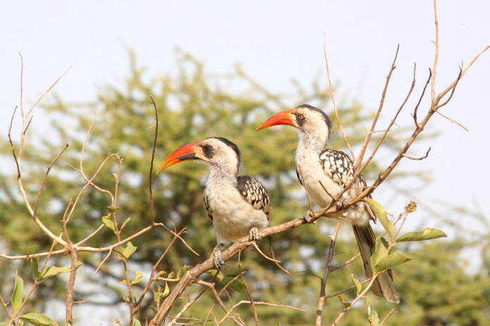 Couple de Fuliers à bec rouge tanzaniens visibles dans le Parc national de Ruaha au sud du pays. @Deposit-MatthiaATH