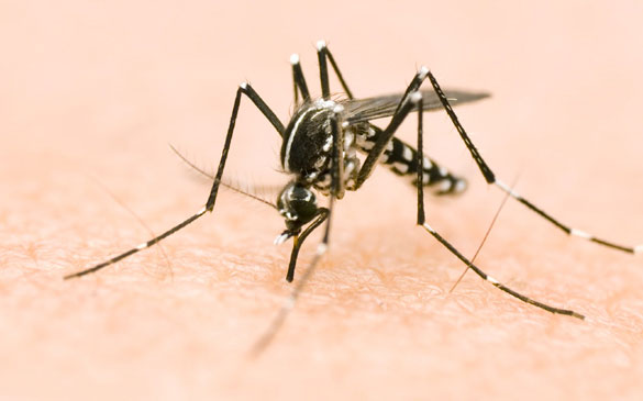 Le virus Zika est transmis par les piqûres de moustiques de type Aedes - Photo Ministère de la santé