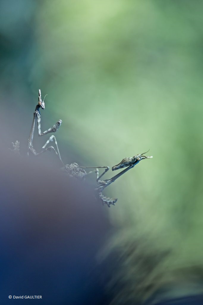 Haute-Marne: 20th edition of the animal and nature photography festival