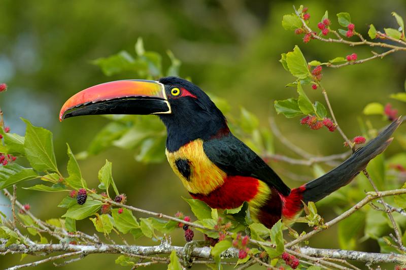 Le toucan du Costa Rica - DR ICT