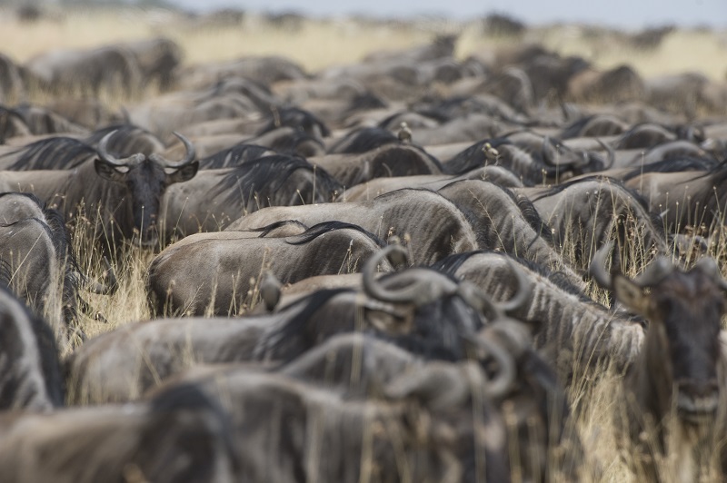 DR Tanganyika Expeditions