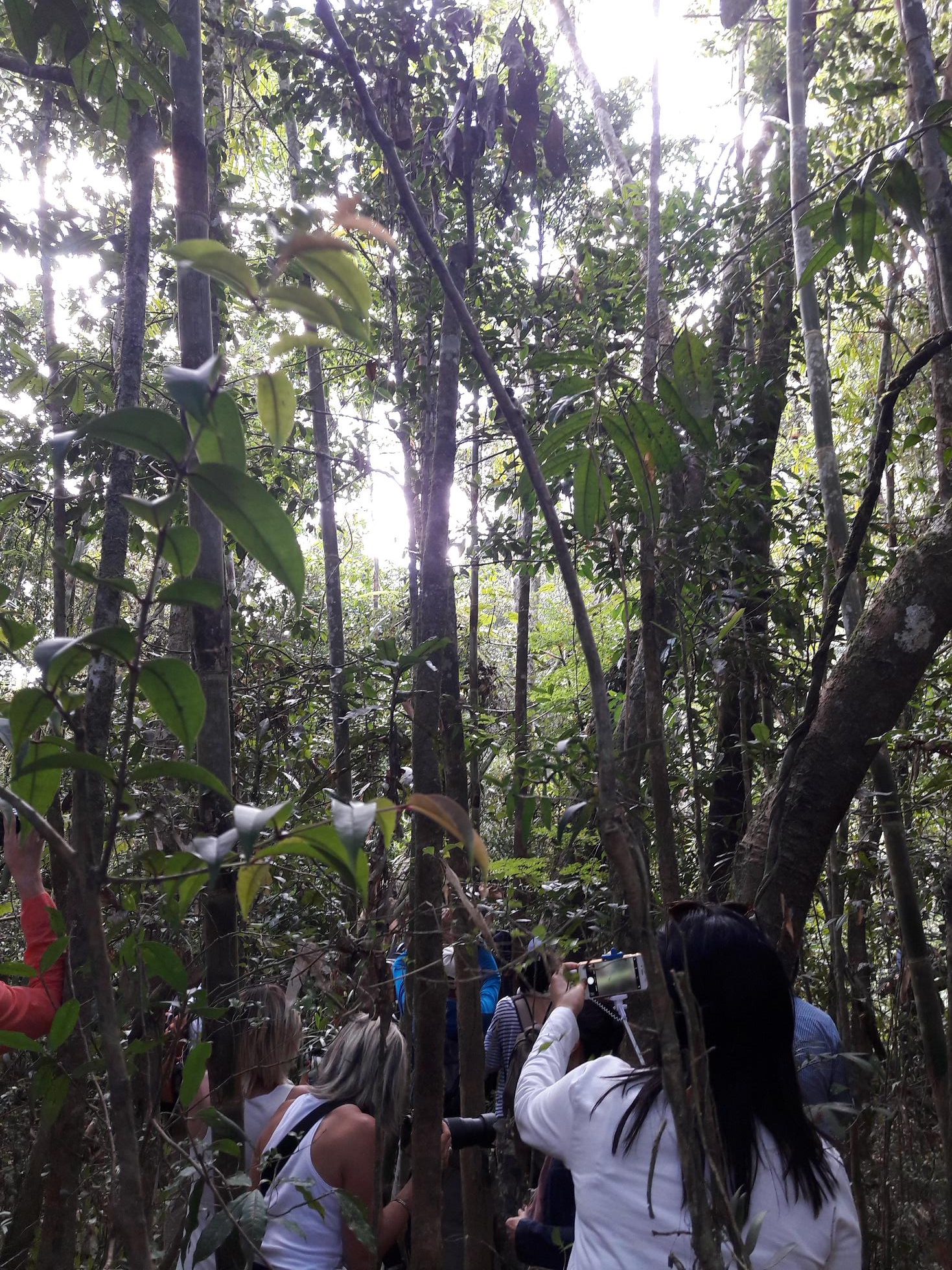 Safari photo dans la forêt primaire d'Andasibe. Les lémuriens jouent à cache cache - Photo : M.S.