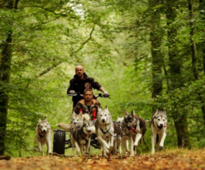 Le cani-rando consiste à se faire tirer en traîneau à roues (cani-kart) par une dizaine de chiens dans la forêt - @Elisa Pirat Le cani-rando consiste à se faire tirer en traîneau à roues (cani-kart) par une dizaine de chiens dans la forêt - @Elisa Pirat