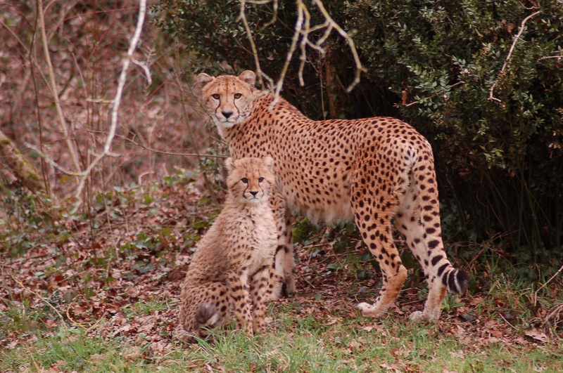 Cheetahs in Le Chemin de brousse area - DR : Planète Sauvage