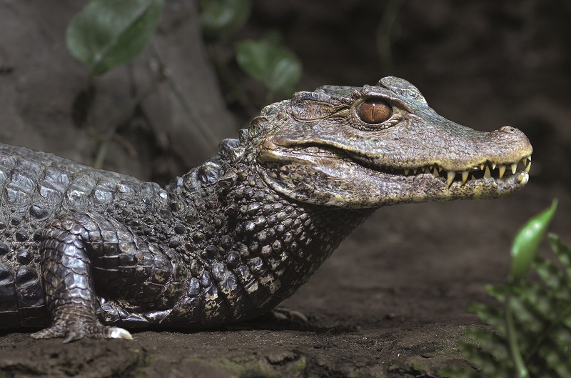 © Ferme aux Crocodiles